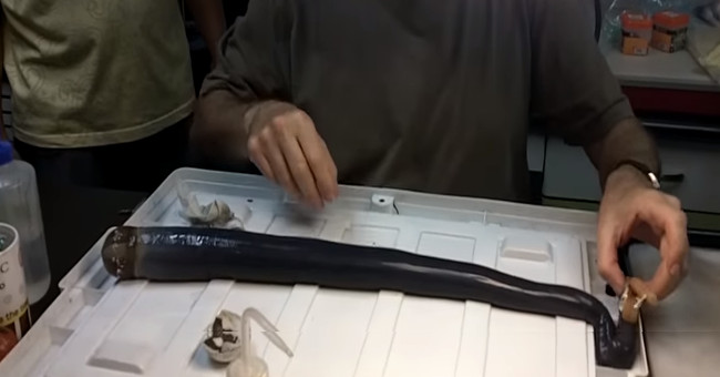 The 1.5 meter long giant species makes scientists frightened