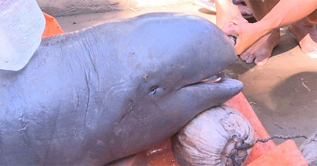 The 150kg strange fish caught on Co Chien River is an extinct fish in Vietnam
