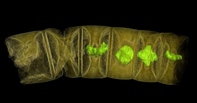 The 1.6 billion year fossil shook the theory of life on Earth