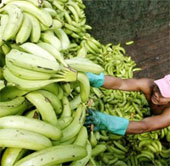The 16-year-old turned the banana peel into plastic