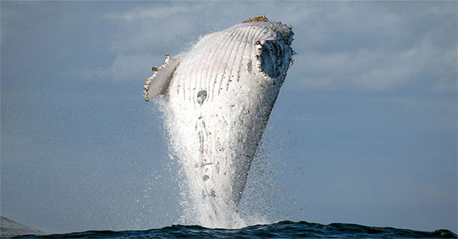 The 20 ton humpback humpback whale stands on the sea surface