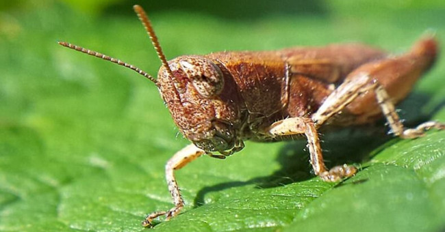 The 2018 World Cup is in danger of being damaged by grasshoppers