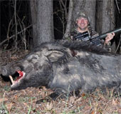 The 227kg wild boar monster was defeated