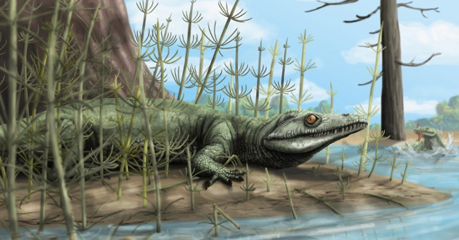 The 250 million year old fossil of crocodile ancestors