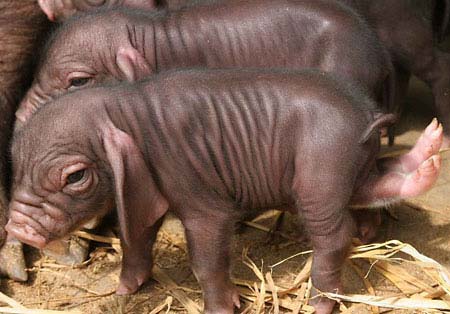 The 2-legged pig grows from ... anal