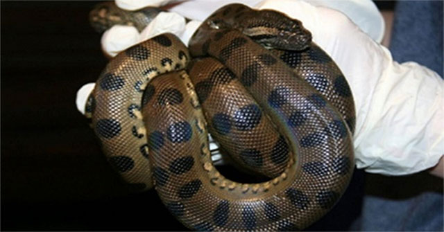 The 3 meter virgin anaconda, spawning two children without fertilization