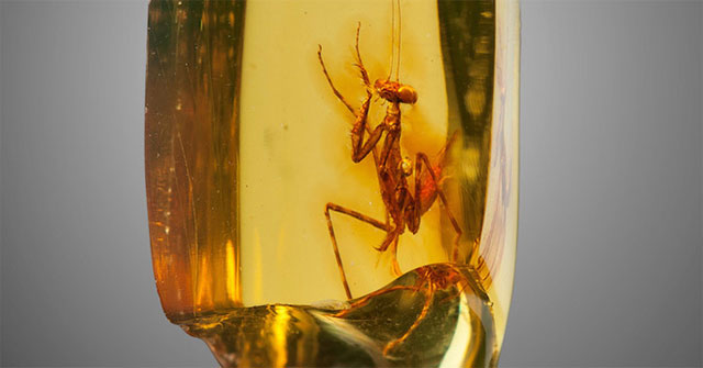 The 30 million-year-old mantis is perfectly preserved in amber