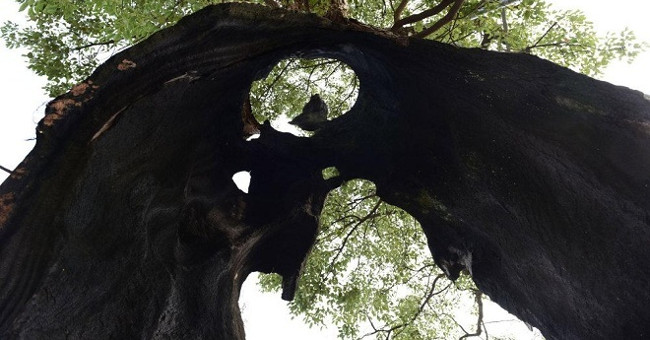 The 300 year old hollow tree still lives healthy