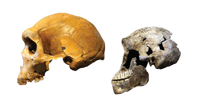 The 335,000-year-old fossil overturned the theory of human evolution