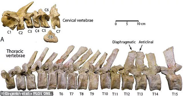 The 35 million-year-old 'transfigured monster' appears in the Egyptian desert