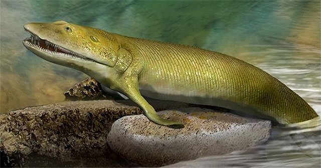 The 380 million-year-old fossil of fish walking on land