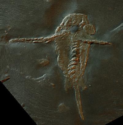 The 390-million-year-old fossil has claws