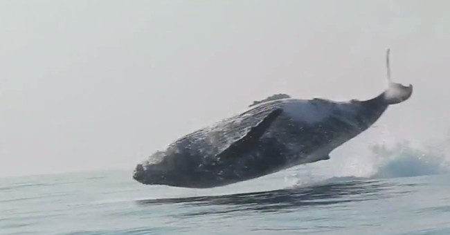 The 40 ton humpback whale is flying on the water