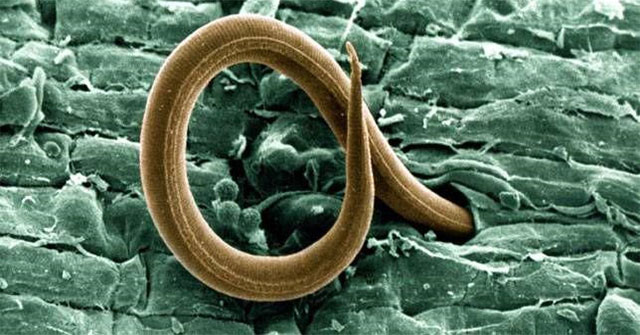 The 41,000-year-old worm is resurrecting from ice