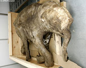 The 42,000-year-old mammoth appeared for the first time