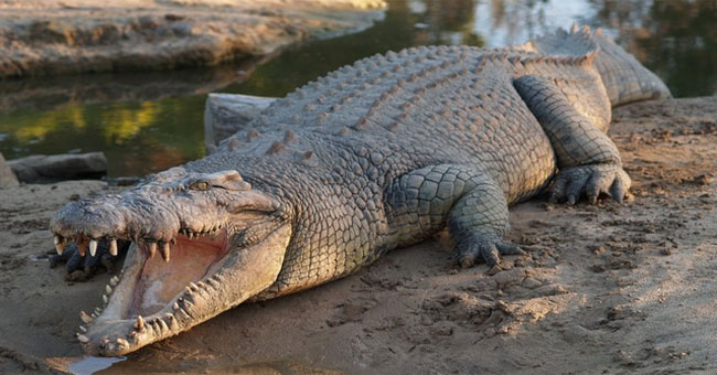 The 4.2-meter monster crocodile traps Australian hunters