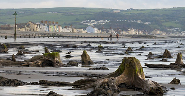 The 4,500-year-old forest revealed after strong storms in Wales