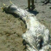 The 4m-long horned monster floated on the coast