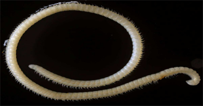 The 4-poisoned centipede is found in the United States