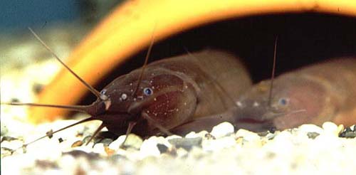 The 5 most mysterious mysteries in the animal world