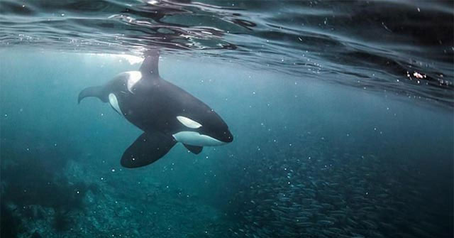 The 5 reasons why killer whales are 'cold-blooded' geniuses of the ocean