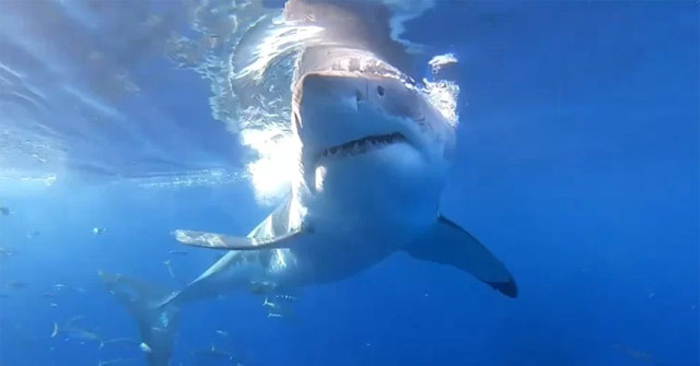 The 5-meter-long white shark rushes in to bite the cage carrying divers
