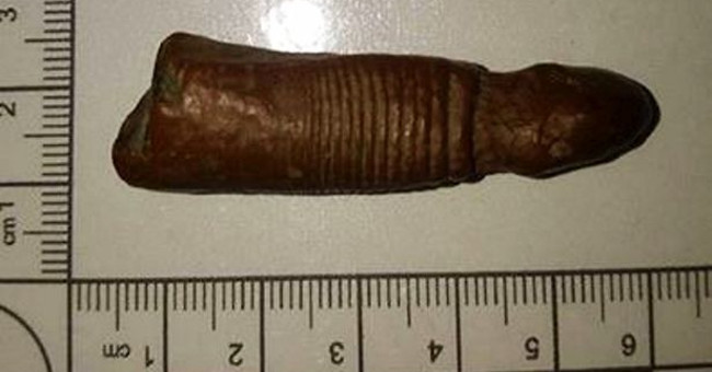 The 700,000-year fossil suspected to be 'precious' mammoth