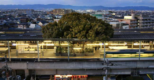 The 700-year-old tree in Japan kept being cut off and someone fell ill
