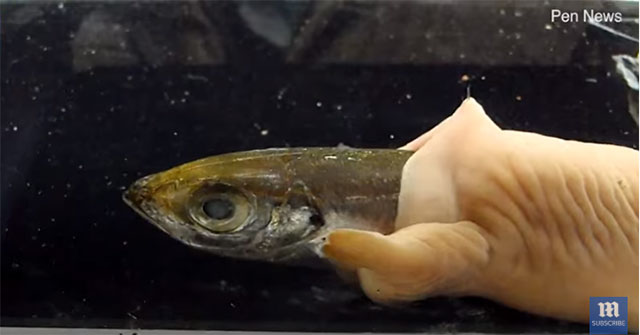 The 70cm deep sea swallowed the fish in the aquarium