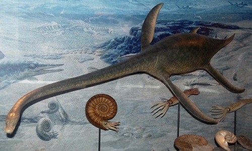 The 70-million-year-old plesiosaur fossil resembles the Loch Ness monster