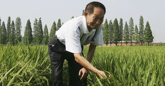 The 87-year-old scientist deciphered the secret of growing rice with ... salty water