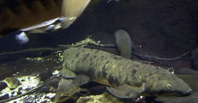 The 90-year-old lung fish lives through 13 generations of the US president just 'died'.