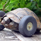 The 90-year-old turtle was fitted with wheels to make fake legs