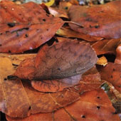 The ability of extreme animal camouflage