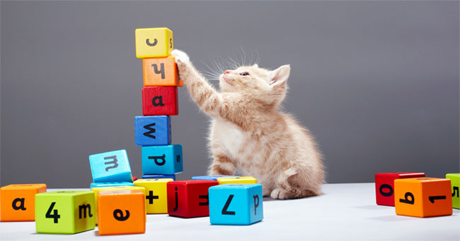 The ability to count and do maths of animals