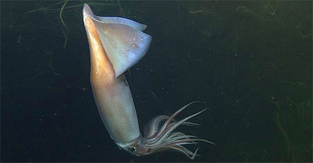 The ability to help ink communicate in dark waters
