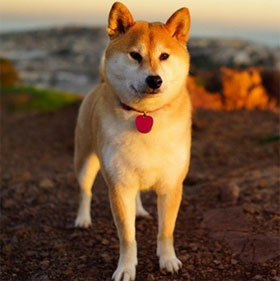 The ability to read the supernatural person of dogs