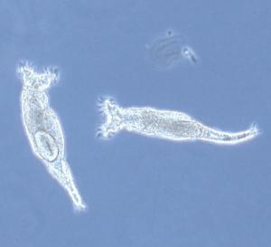 The ability to repair genes can compensate for sex