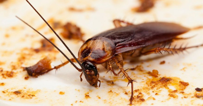 The ability to turn cockroaches into dead hard creatures