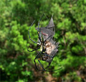 The aggressive attacks of animals