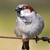 The alarming bird depends on the person