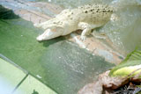 The albino crocodile