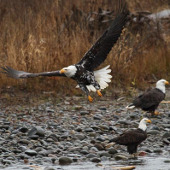 The albino eagle appears in the United States