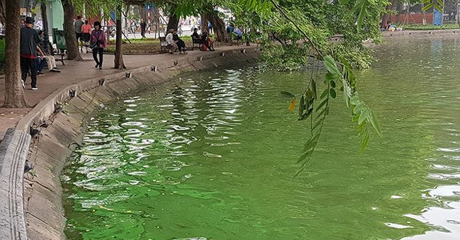 The algae erupted heavily in Hoan Kiem Lake after dredging