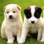 The Alliance for the Protection of Asian Dogs was established