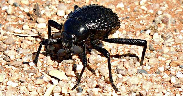 The amazing survival strategy of beetles lives in one of the driest deserts in the world