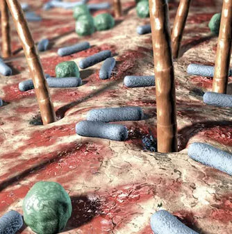 The 'amazing' world of bacteria in the human body