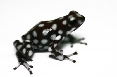 The Amazon amphibian originated in the Andes