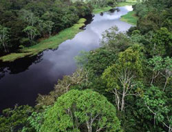 The Amazon forest is greener when the sun is drought!