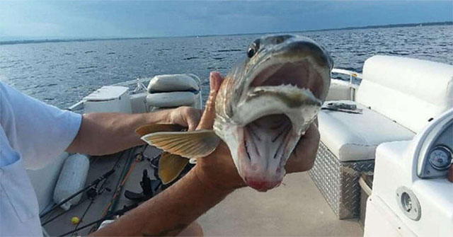 The American fisherman was shocked when she caught the bizarre bipedal fish